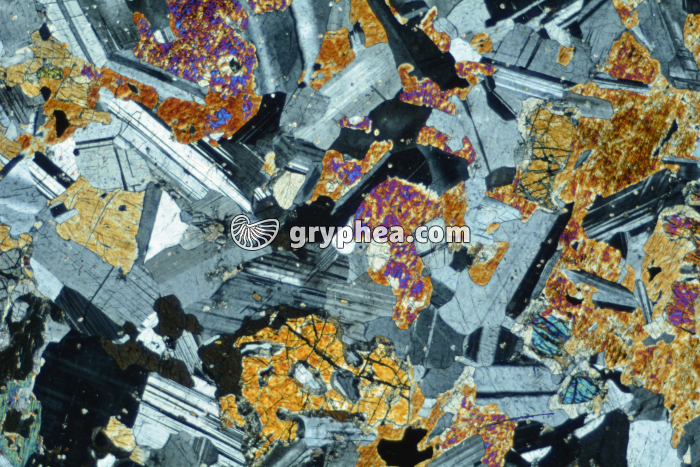 Gabbro LPA x6,3 - gryphea.com